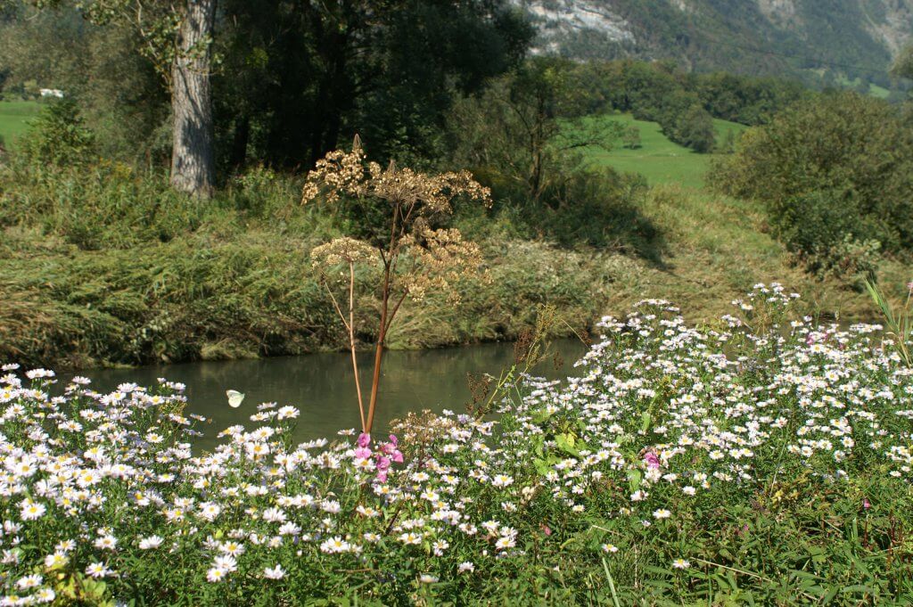 Ox-eye daisies (Leucanthemum vulgare) on a riverbank