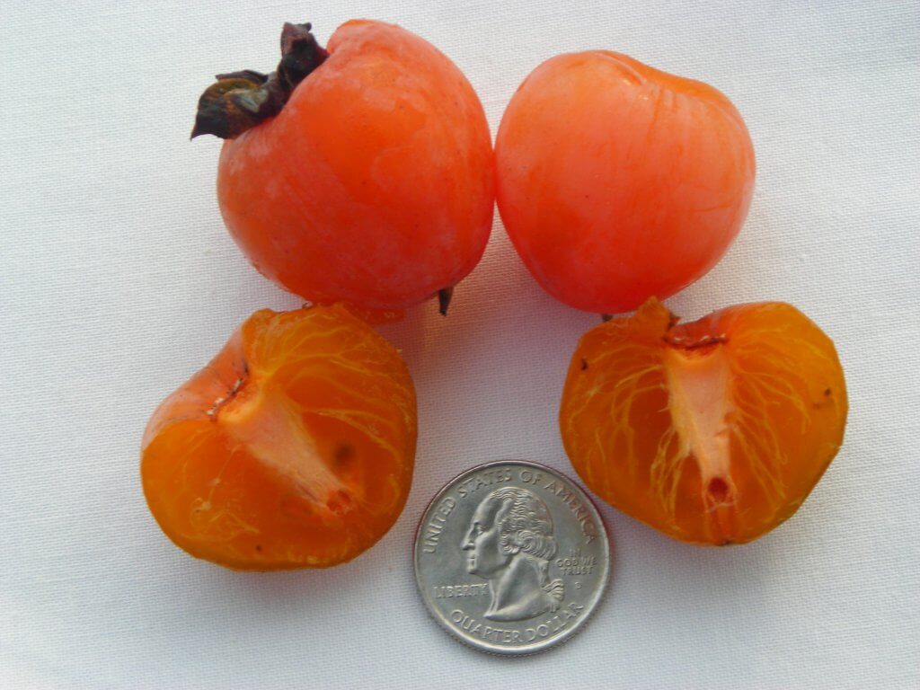 A seedless Persimmon cut in half