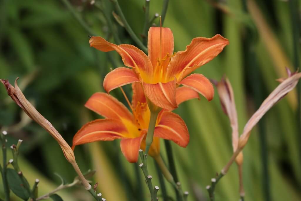 Day lily (Hemerocallis fulva)