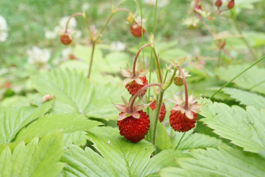 Wild Strawberries growing in Yorkshire, UK (Fragaria vesca)