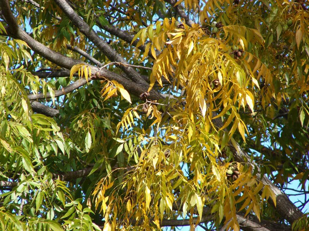 Pecan Tree in the fall