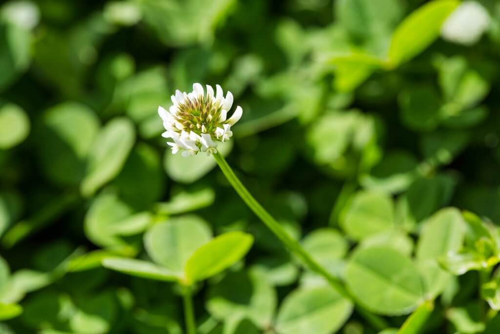 White clover flower