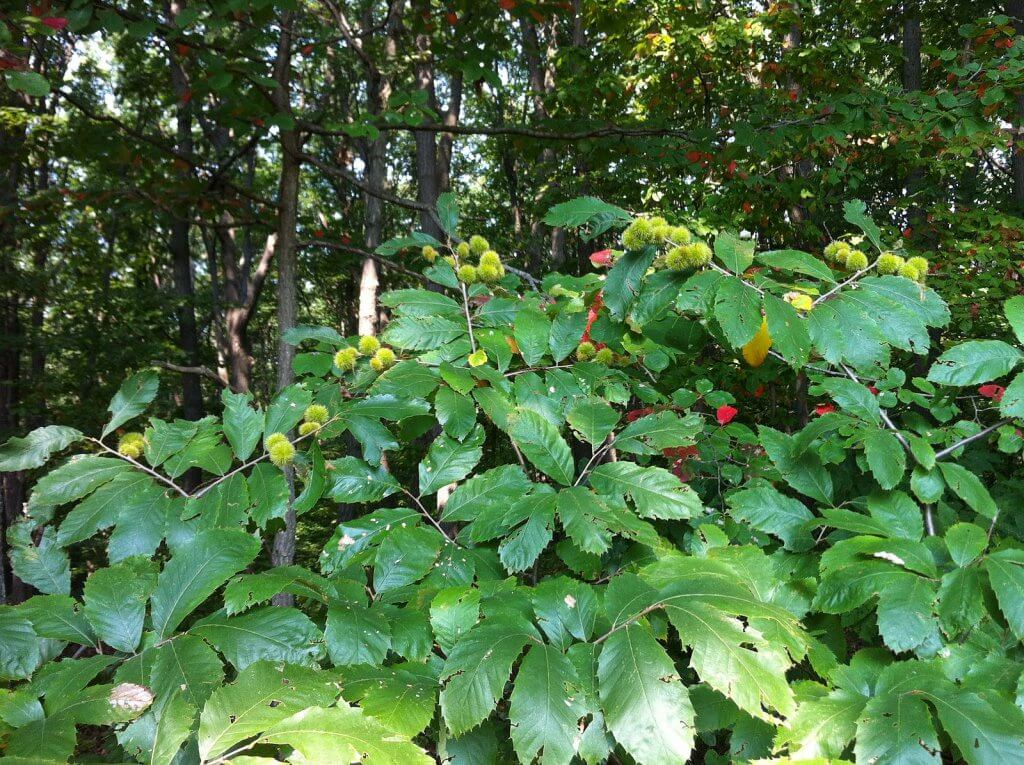 Chinquapin burrs beginning to ripen