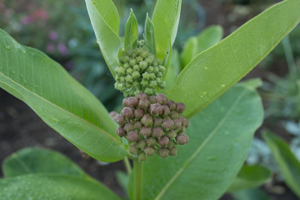 Asclepias syriaca Flower Buds