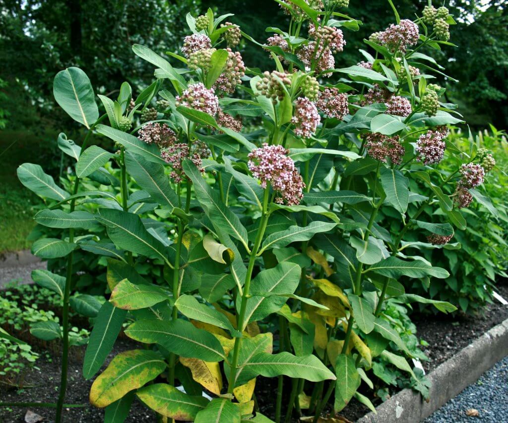 Common milkweed (Asclepias syriaca)