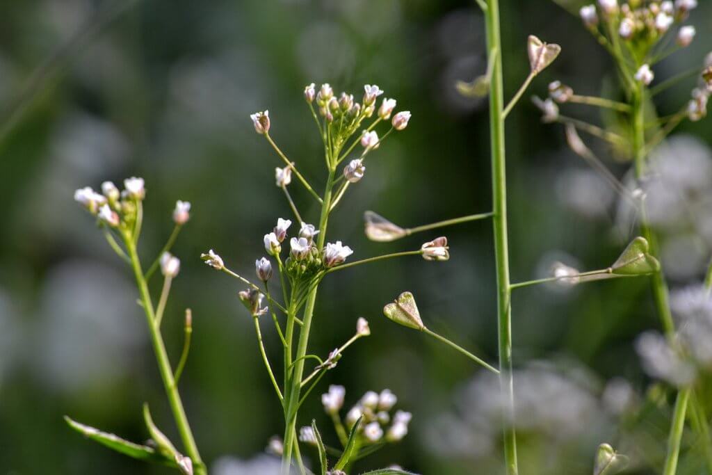 Shepherd’s purse (Capsella bursa-pastoris) close up of budding flowers and seedpods