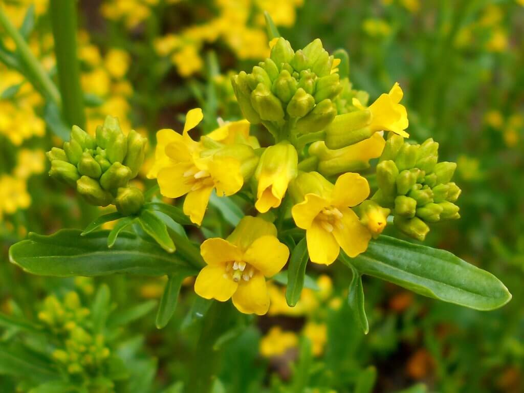 Land Cress Flowers (Barbarea verna)