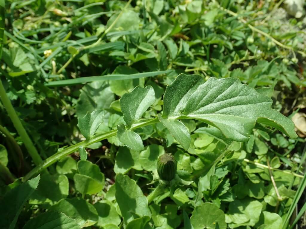 Winter cress (Barbarea vulgaris) leaf