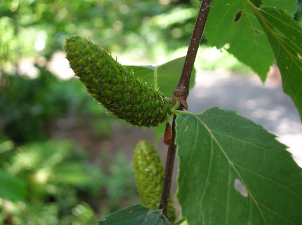 Female catkins of Sweet Birch (Betula lenta)