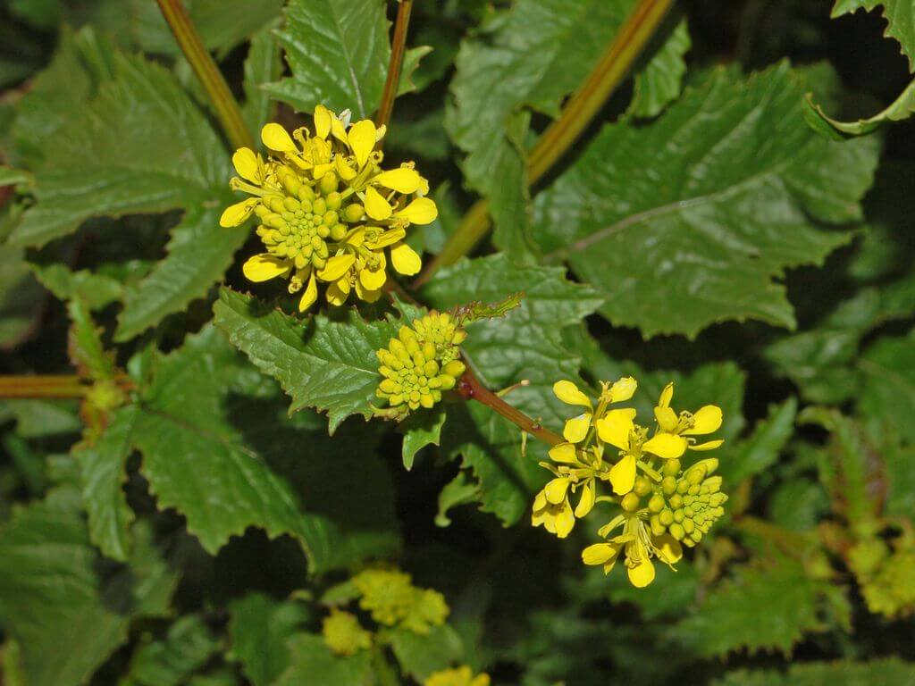 Wild Mustard Flowers (Sinapis arvensis)