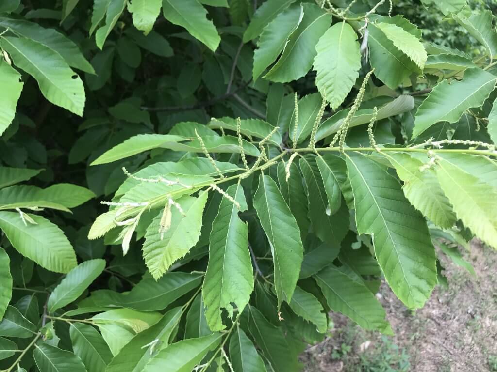 Leaves and flowers of Chiquapin (Castanea pumila)