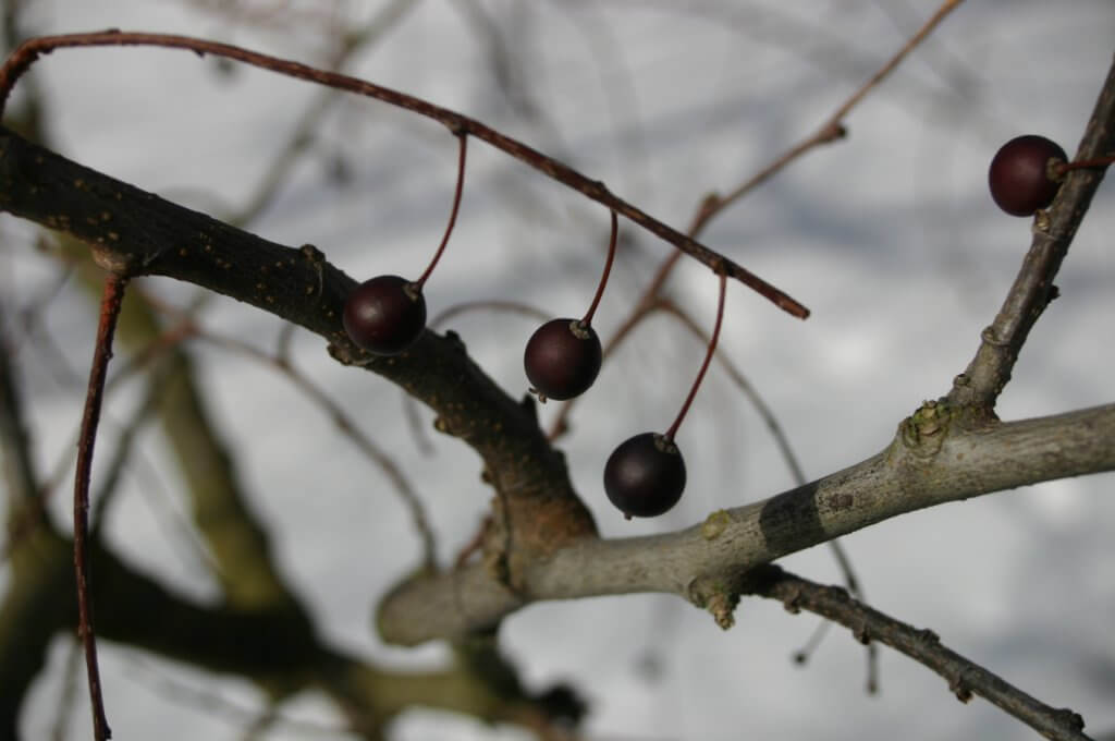 Fruits (Celtis occidentalis)