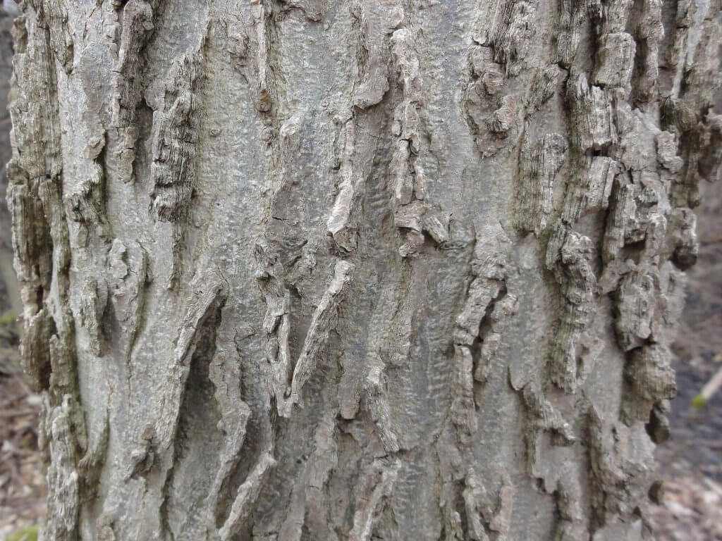 Closeup of the ridged bark of (Celtis occidentalis)