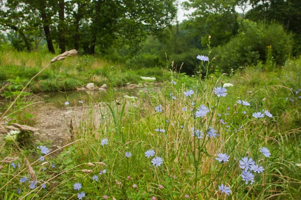 Chicory next to a river