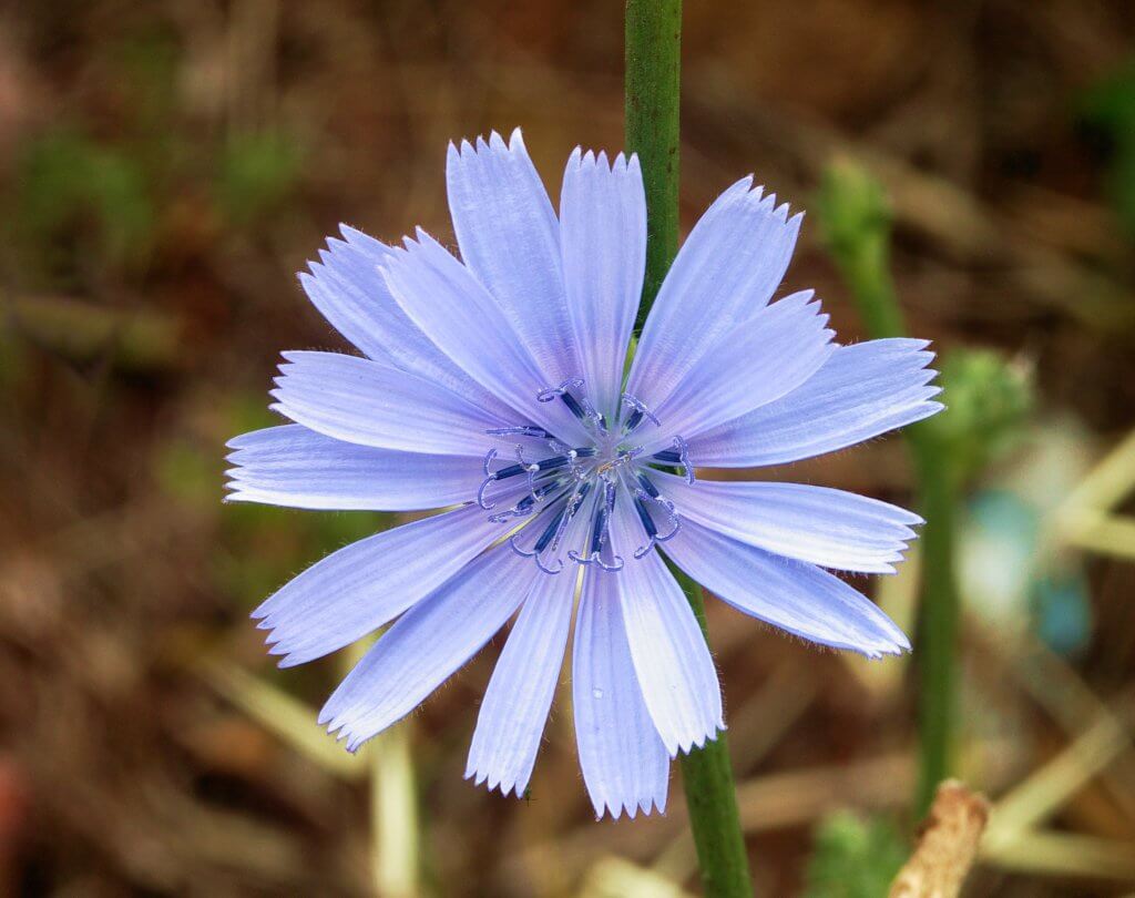 Chicory Flower (Cichorium intybus)