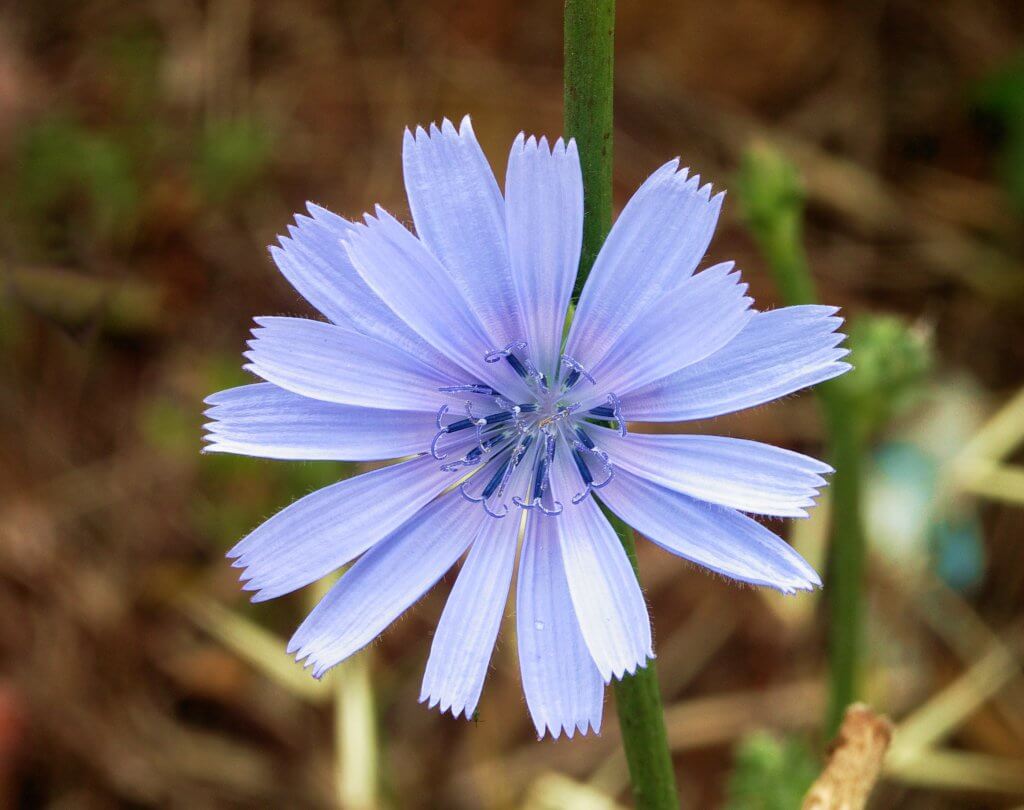 Chicory A Tasty Potherb And Coffee Alternative Eat The Planet