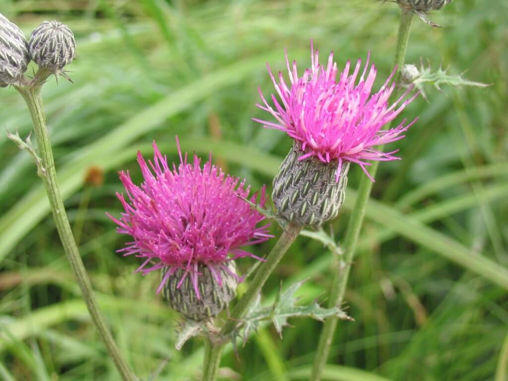 swamp thistle (Cirsium muticum)