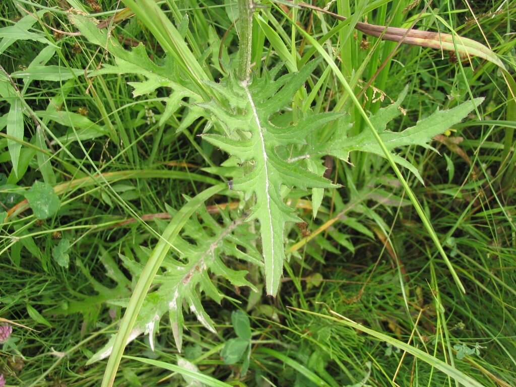 Swamp thistle (Cirsium muticum)