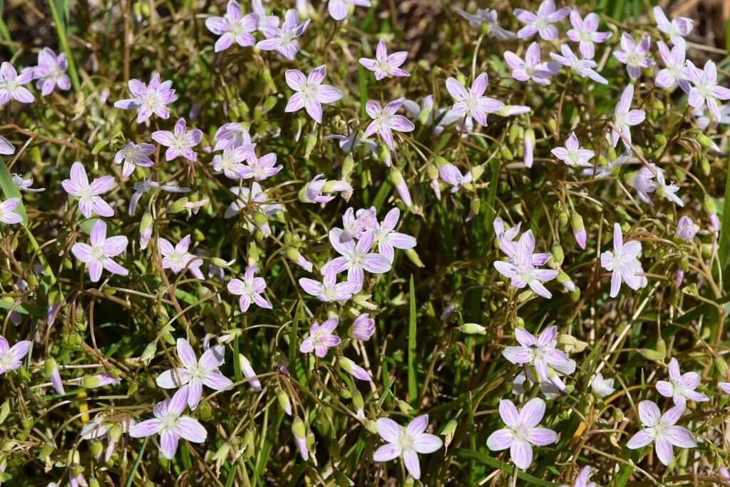 Claytonia virginica (Spring beauty) flowering in a field