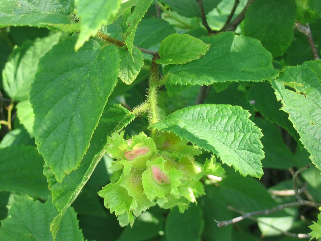 American hazelnut (Corylus americana)