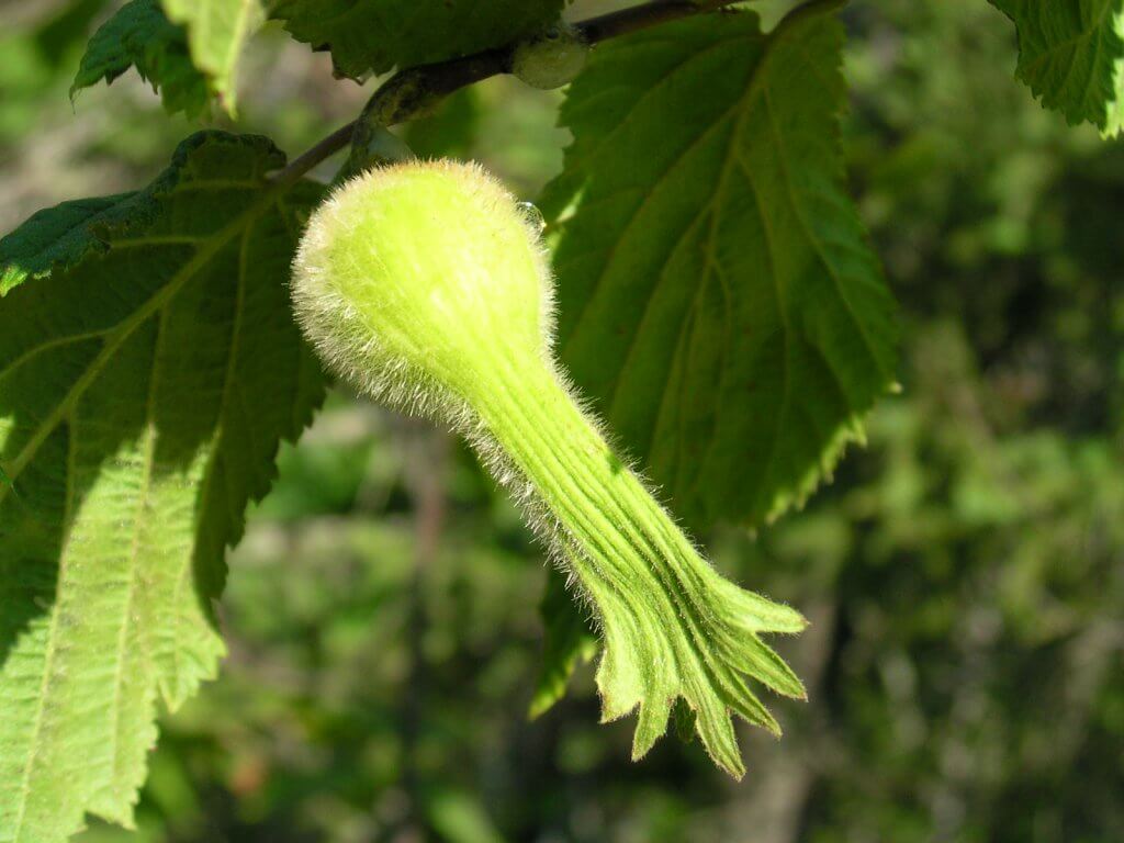 the beaked hazelnut (Corylus cornuta)