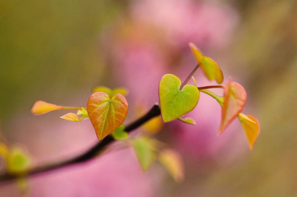 Heart Shaped Young Leaves (Cercis canadensis)