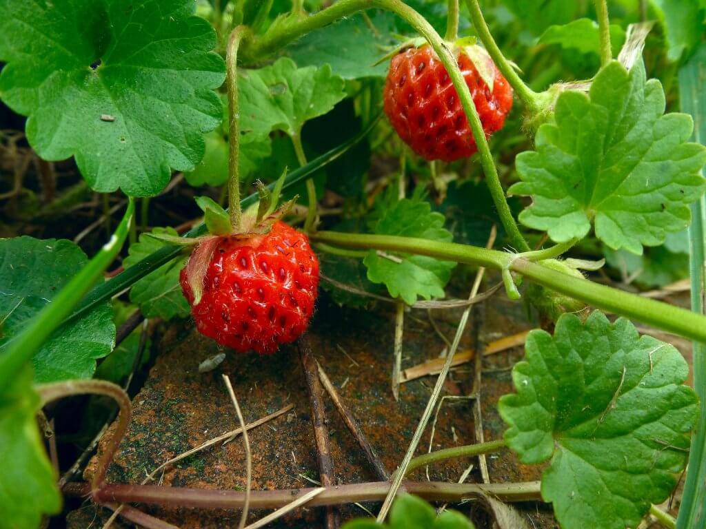 The common strawberry (Fragaria virginiana)