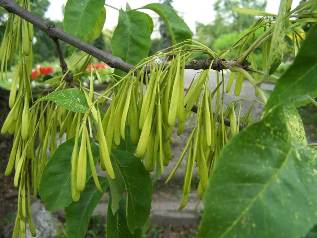 Green ash fruits (Fraxinus pennsylvanica)