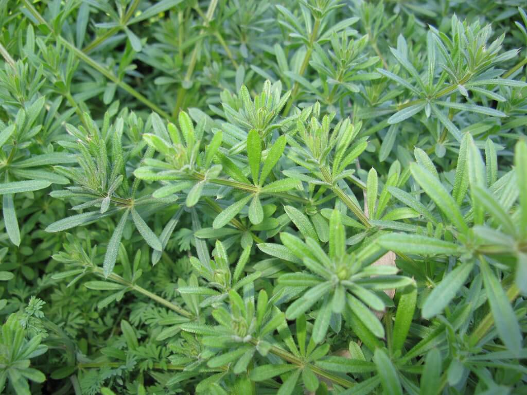 Cleavers Bedstraw (Galium aparine)