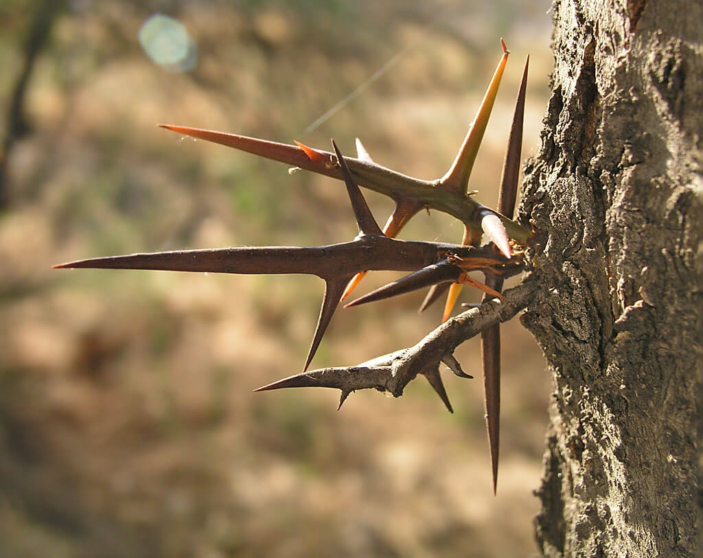 Honey Locust thorns (Gleditsia triacanthos)