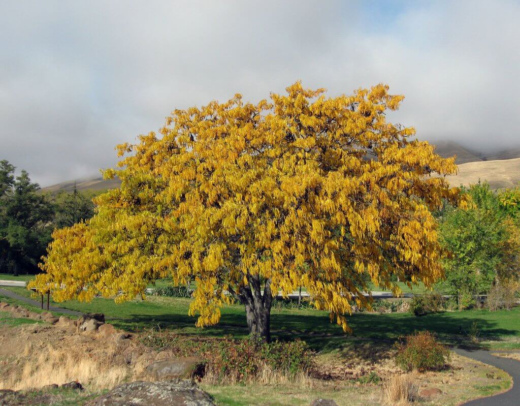 Honey Locust in the fall (Gleditsia triacanthos)