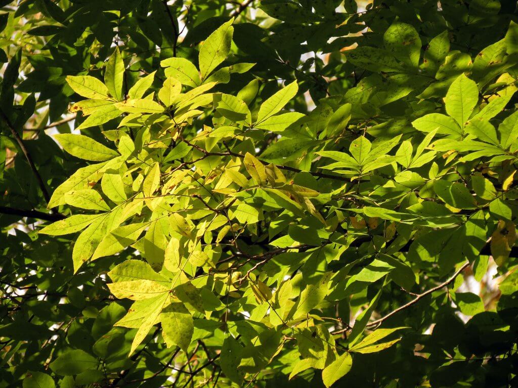 Green ash leaves (Fraxinus pennsylvanica)