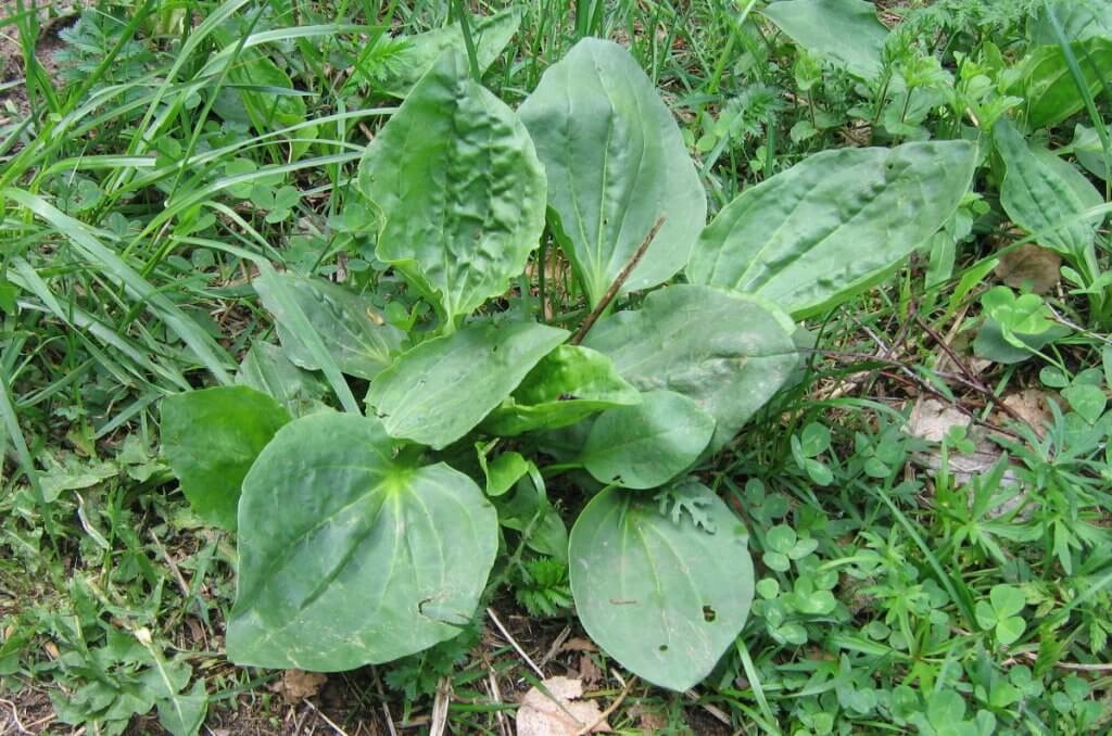 Plantain Plantago major