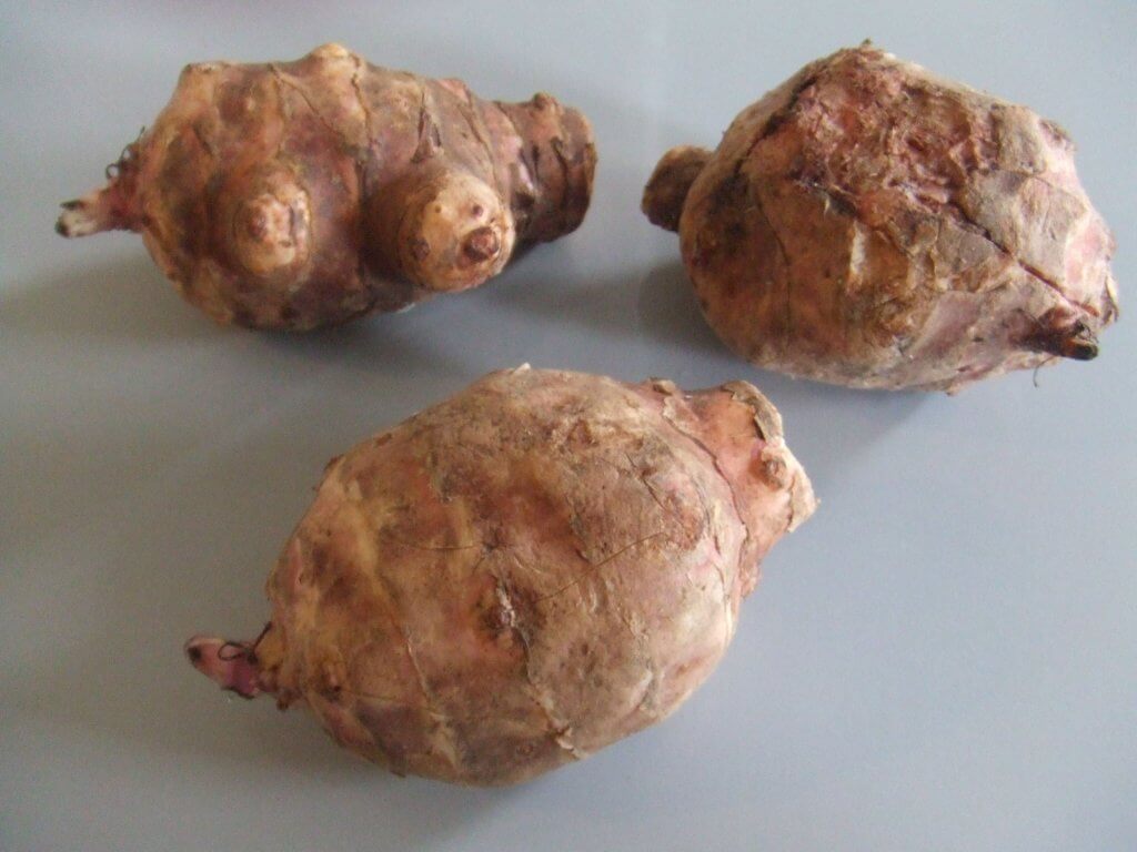 Jerusalem artichoke tubers (Helianthus tuberosus)