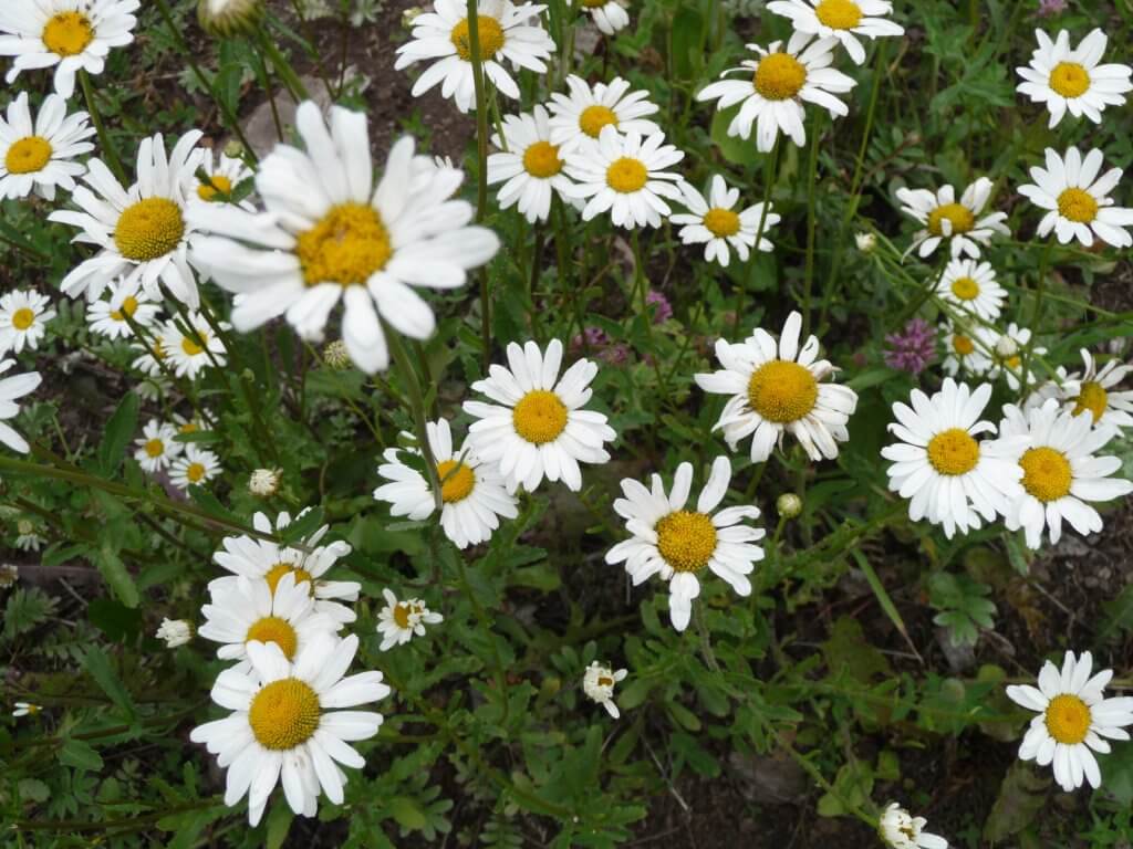 Ox-eye daisies (Leucanthemum vulgare)