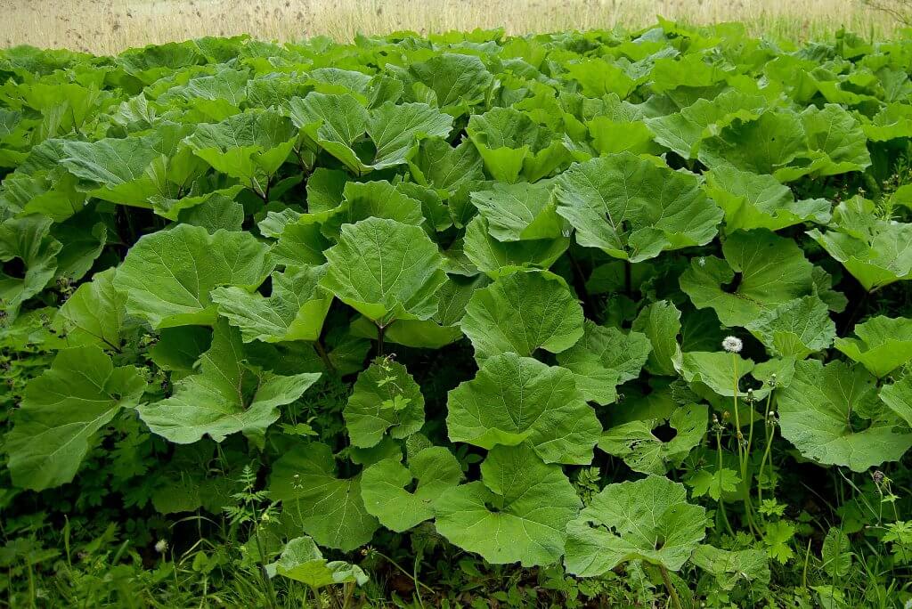 Greater Burdock Leaves