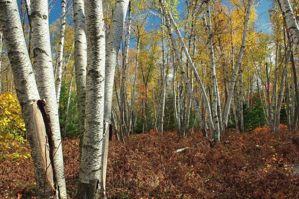 White birches (Betula papyrifera)