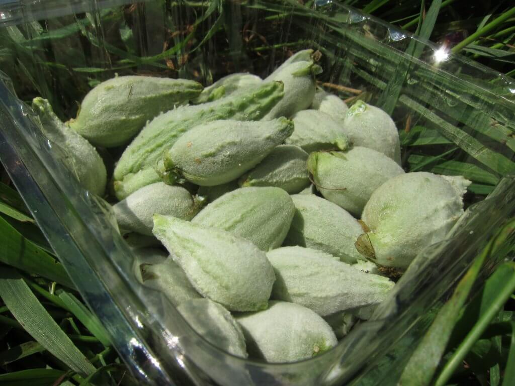 Milkweed pods