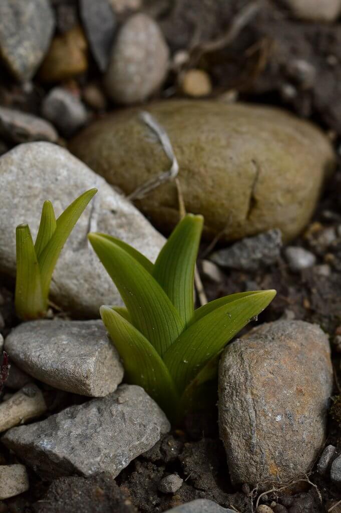 Day Lily Shoots