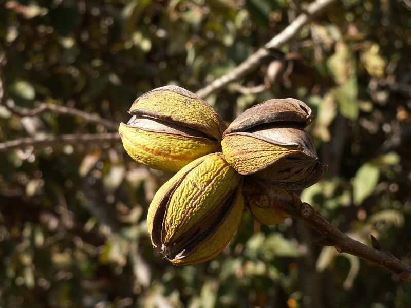 Ripened pecan fruits splitting open to reveal the nut