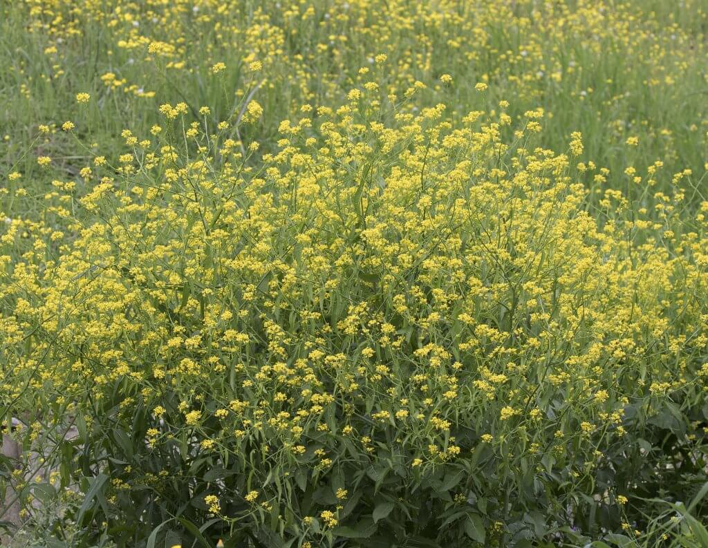 Wild mustard (Sinapis arvensis)