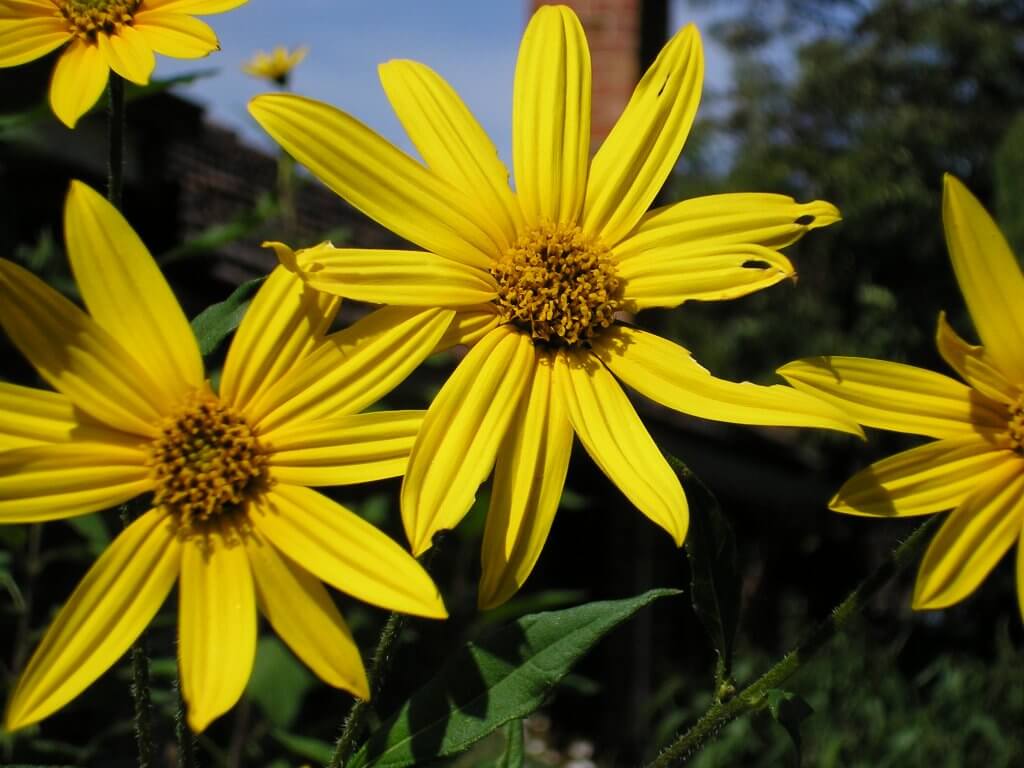 Jerusalem artichoke flowers (Helianthus tuberosus)