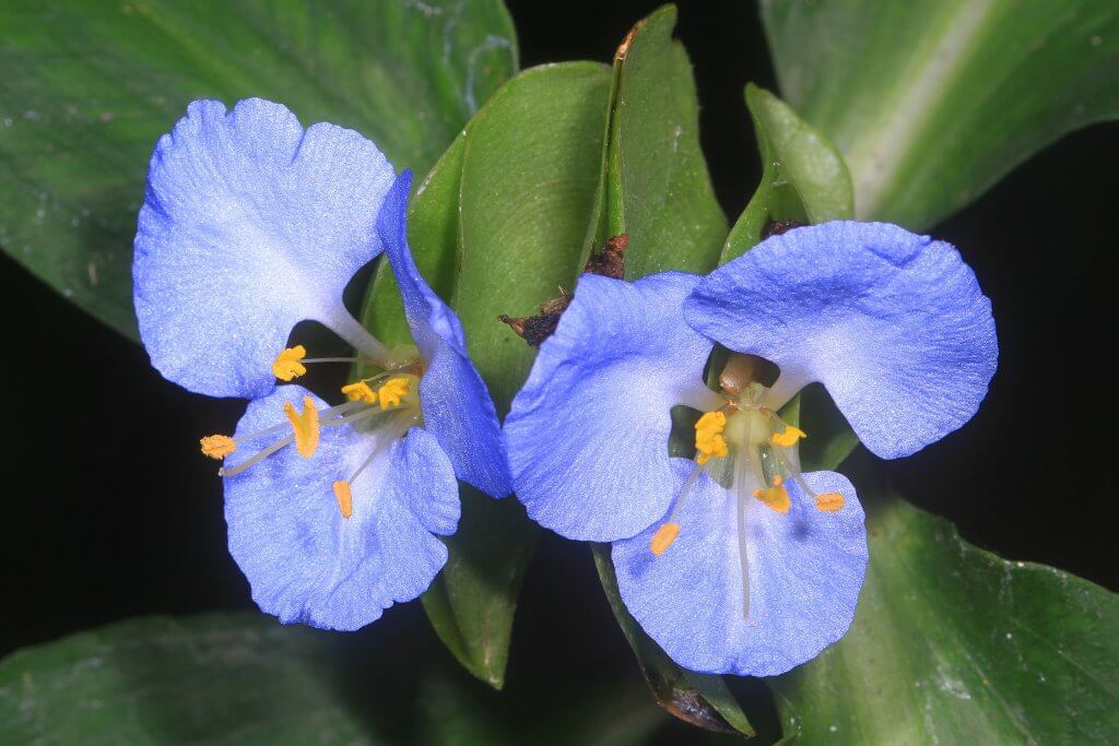 Virginia day flower (Commelina virginica)