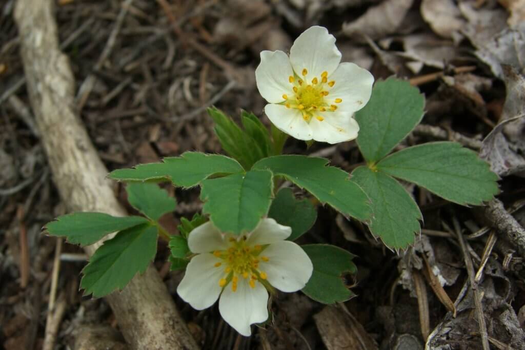 Wild Strawberry Flowers and Trifoliate Leaves in British Colombia (Fragaria vesca)