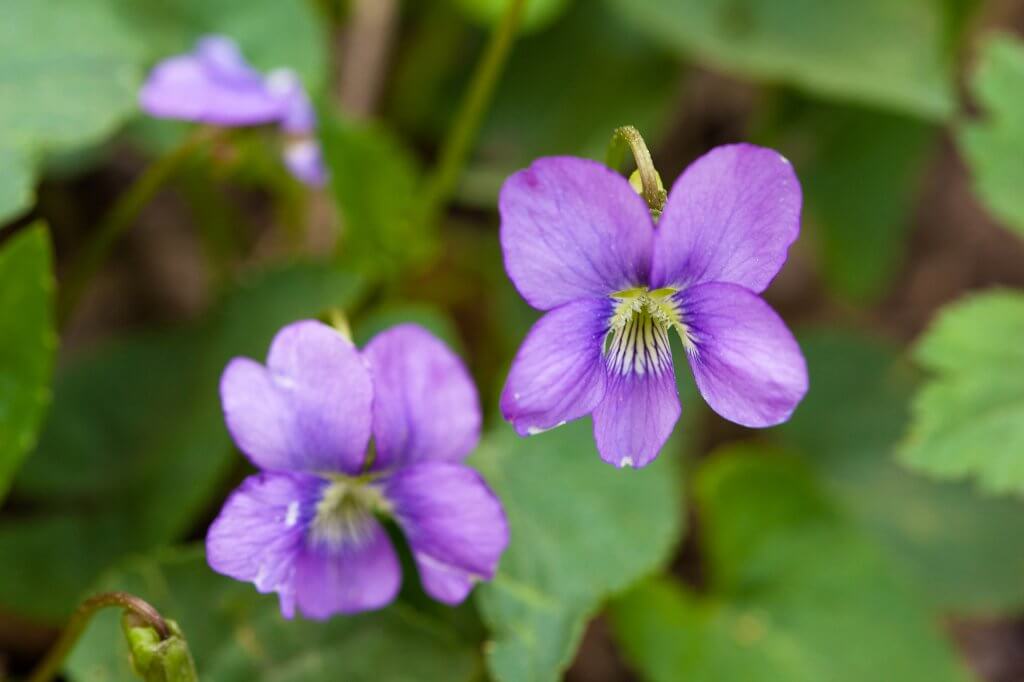 Common Blue Violet