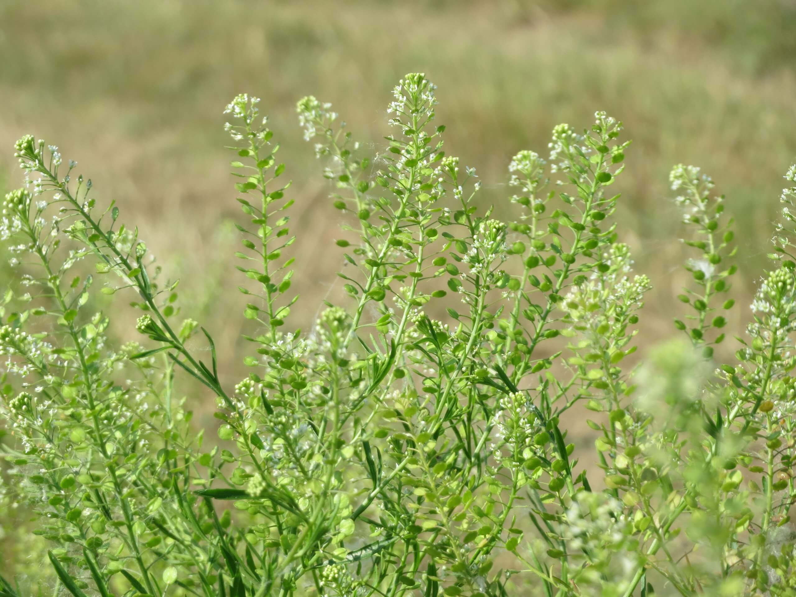 Peppergrass, Abundant and with a Delicious Peppered Flavor Eat The