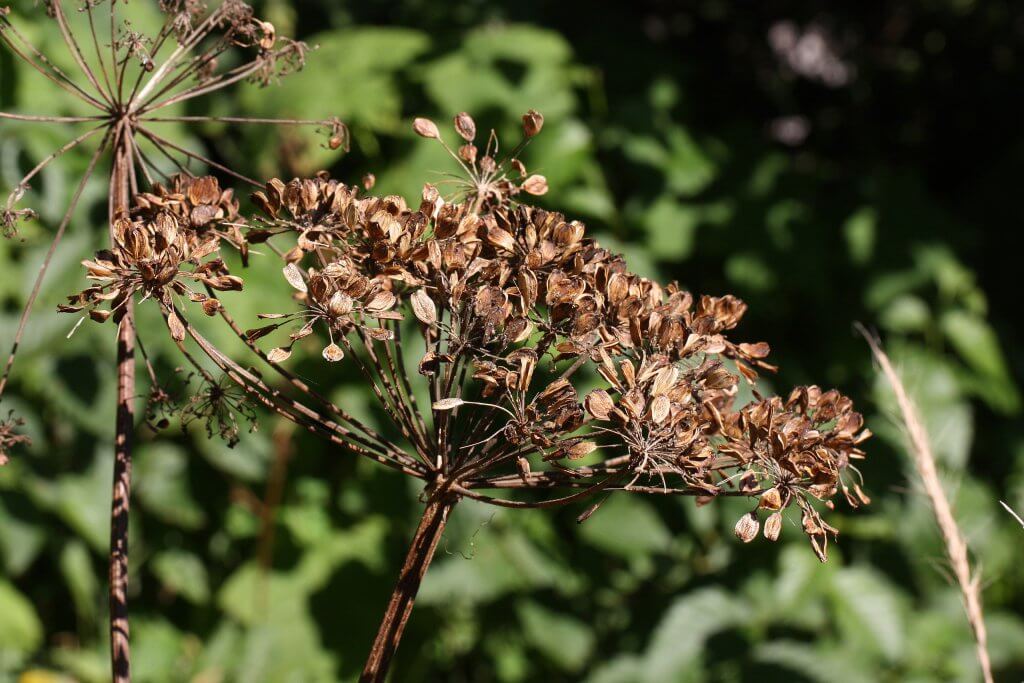 Cow parsnip seed heads (Heracleum maximum)