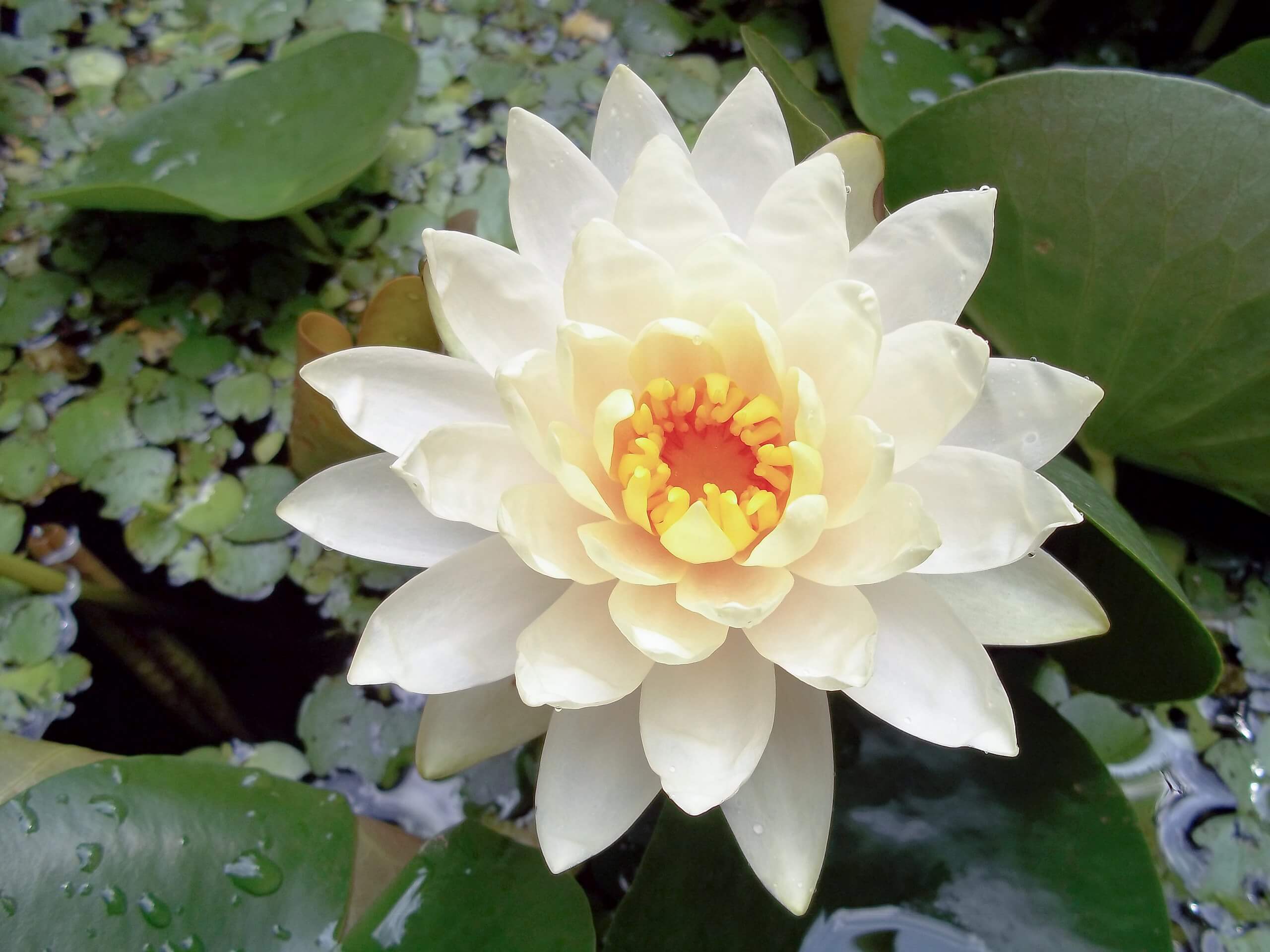 Waterlily, a Decorative and Nutritious Wild Edible Eat The