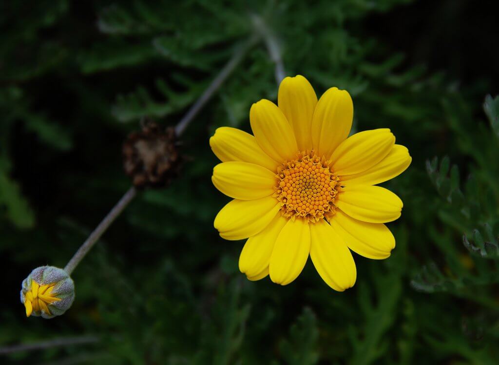 Image of Blooming Bright Yellow Chamomile Flower.