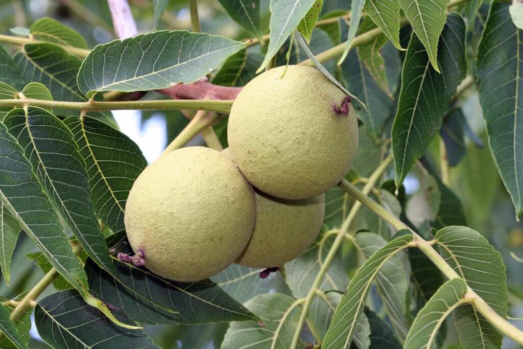 Black walnut fruits (Juglans nigra)